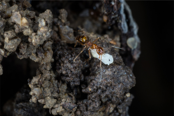 螞蟻是社會性昆蟲，會在築巢育雛方面投入大量的資源，往往會像植物般在同一地點「生長」。(圖片提供：港大生物科學學院昆蟲生物多樣性與生物地理學實驗室)


 